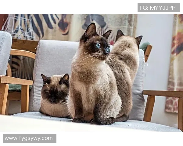 预言猫足球：揭秘未来比赛结果的神秘猫咪与足球的奇妙结合